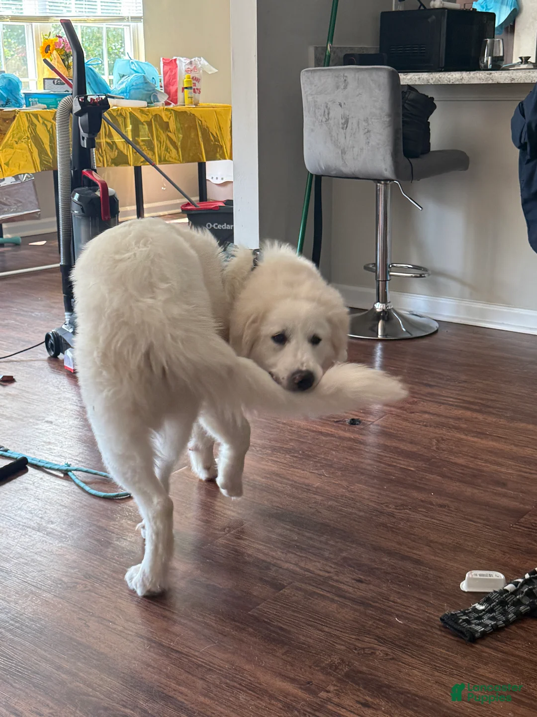 Great Pyrenees dogs for sale: Samba - Ad 2