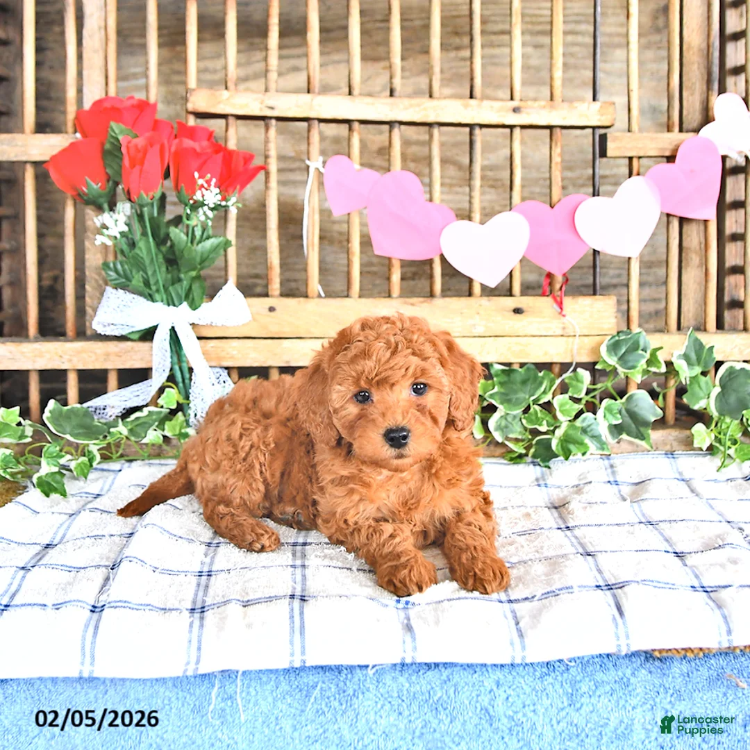 Mini Goldendoodle dogs for sale: Shelly - Ad 3