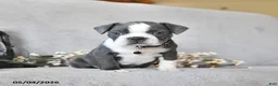 Boston Terrier dogs for sale: Kingston - Ad 4
