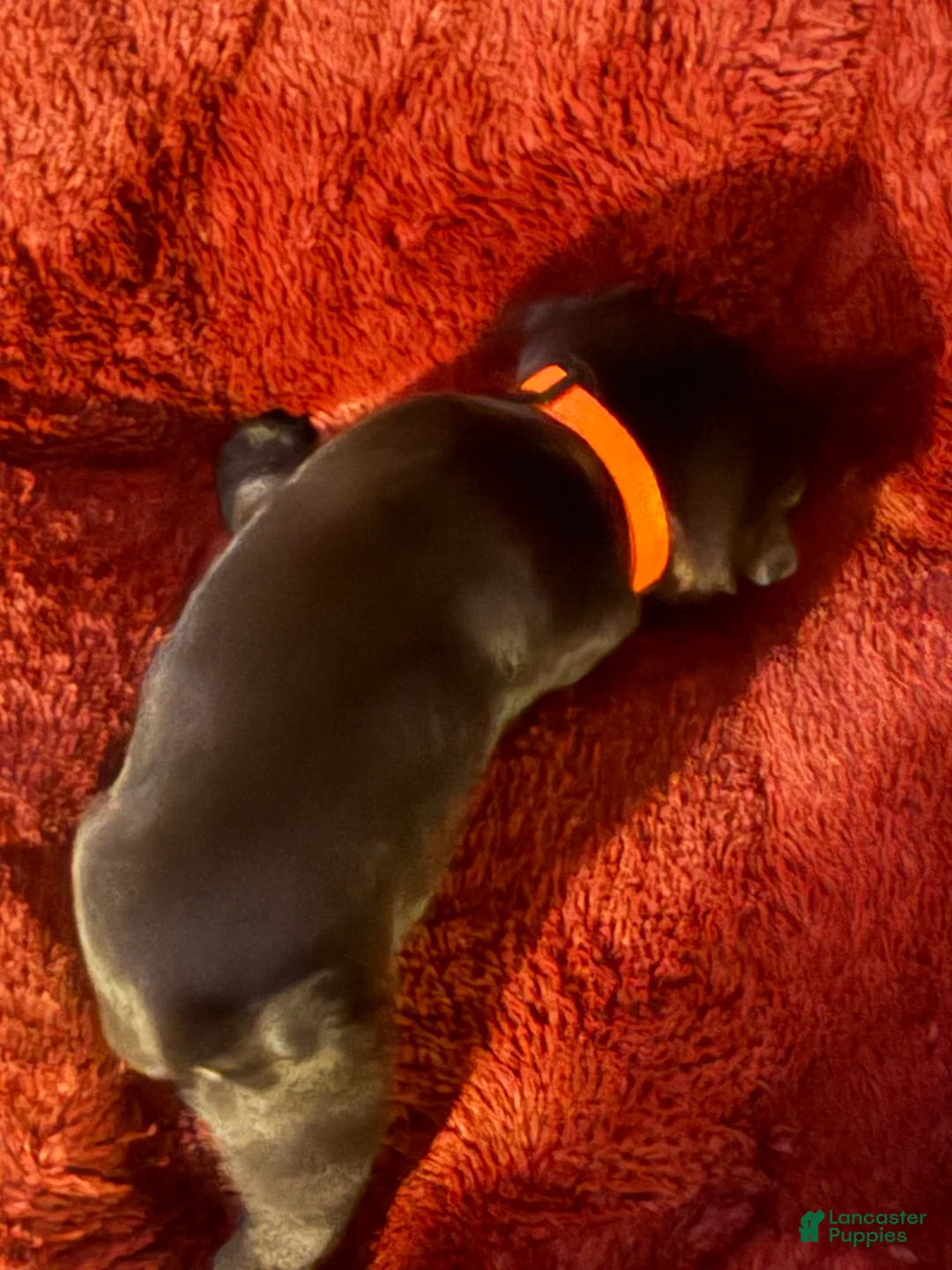 Pug dogs for sale: Pug Puppy 1 orange  - Ad 2