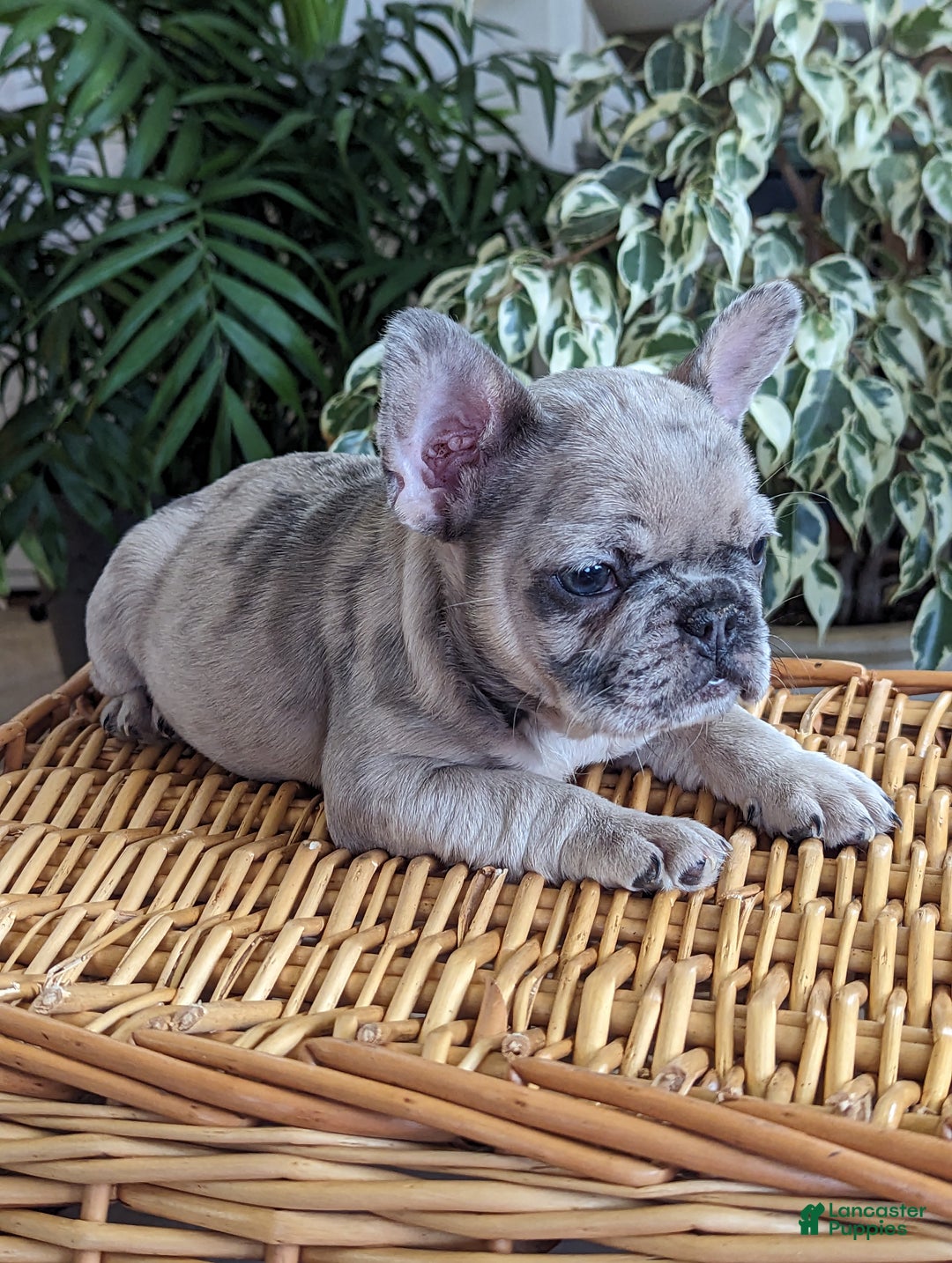 French Bulldog dogs for sale: Sophia - Ad 2