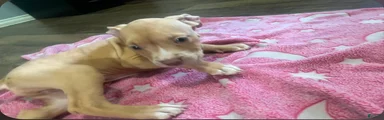 American Pit Bull Terrier 1