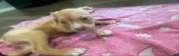 American Pit Bull Terrier dogs for sale: American Pit Bull Terrier 1 - Ad 1