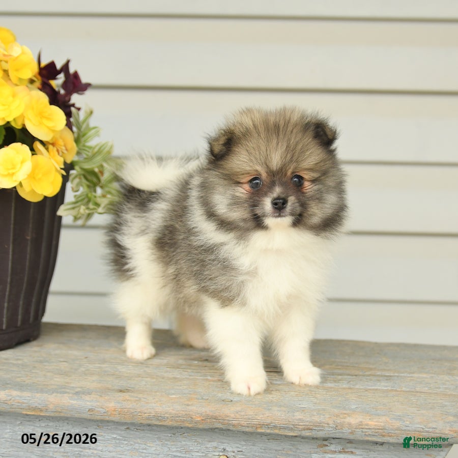 Pomeranian dogs Gedney - Ad 1