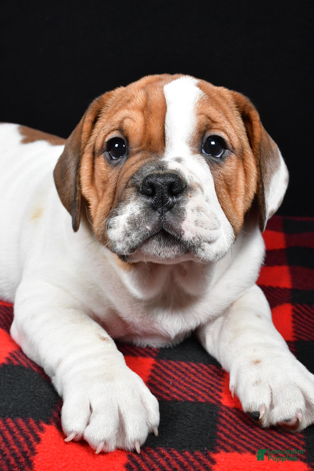 Beabull dogs for sale: Jordan - Ad 6