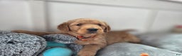 Golden Retriever dogs for sale: Shelby - AKC  - Ad 3
