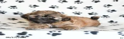 Shihpoo dogs for sale: Doreen - Ad 4