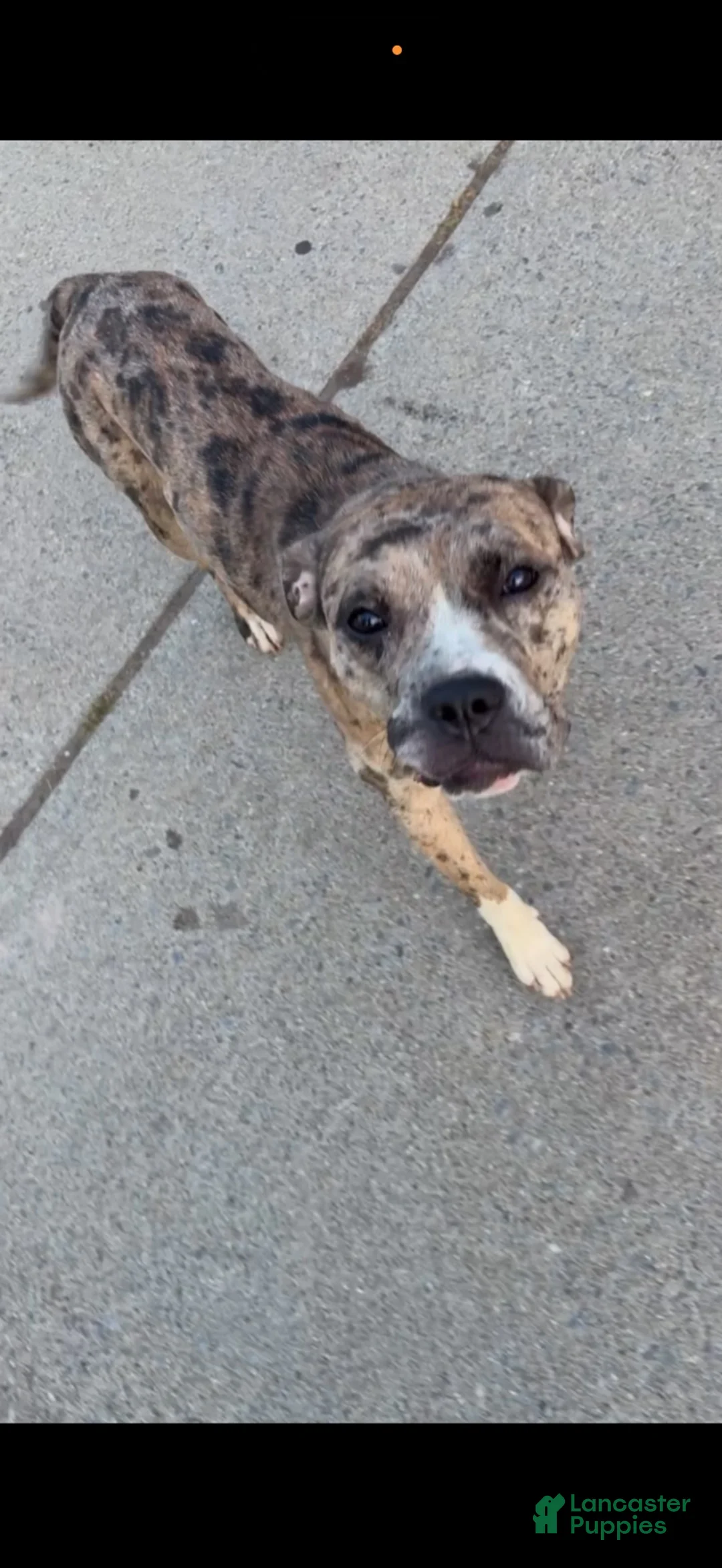 Mixed Breed dogs for sale: Puppy 2 - Ad 2
