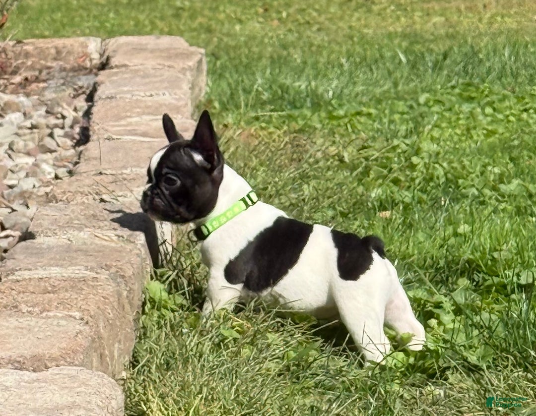 French Bulldog dogs for sale: French Bulldog Puppy 1 - Ad 6