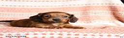 Miniature Dachshund dogs for sale: Kujo - Ad 2