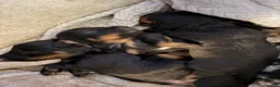 Chiweenie dogs for sale: Chiweenie 1 - Ad 4
