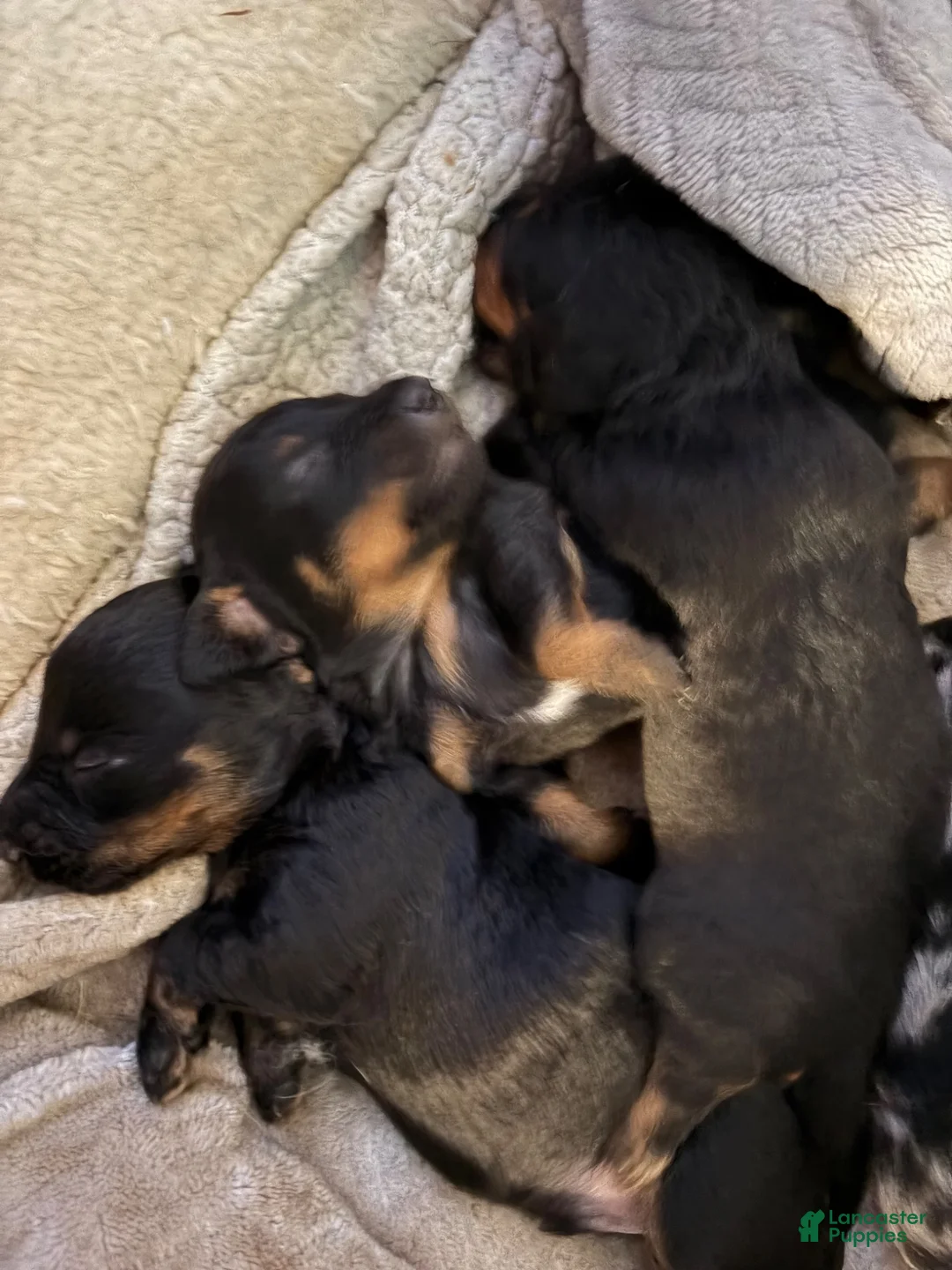 Chiweenie dogs for sale: Chiweenie 1 - Ad 4