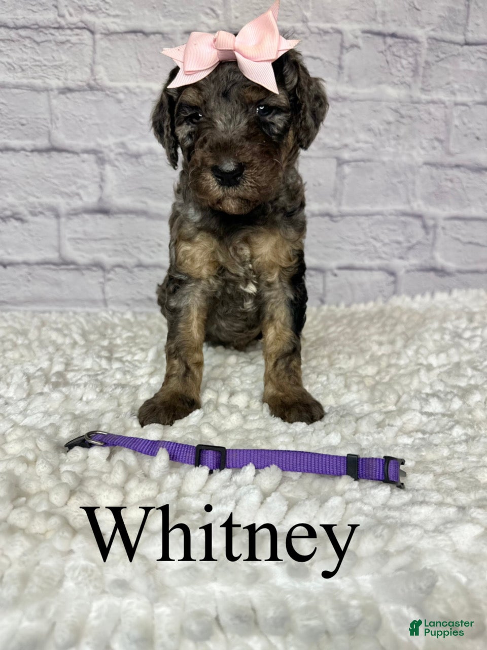 Goldendoodle dogs Whitney- Standard F1B - Ad 2