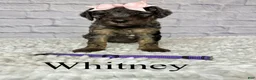 Goldendoodle dogs for sale: Whitney- Standard F1B - Ad 2