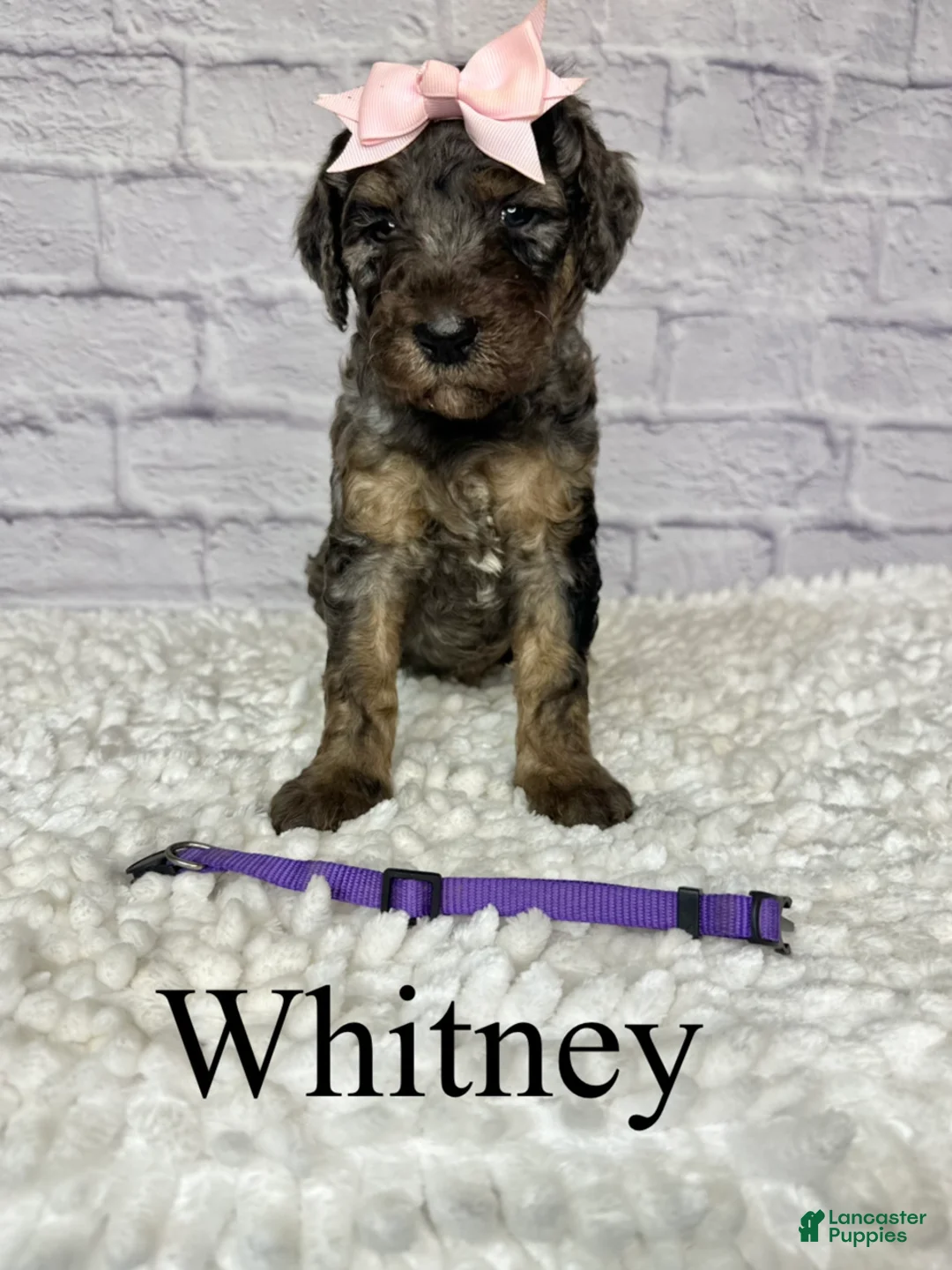 Goldendoodle dogs for sale: Whitney- Standard F1B - Ad 2