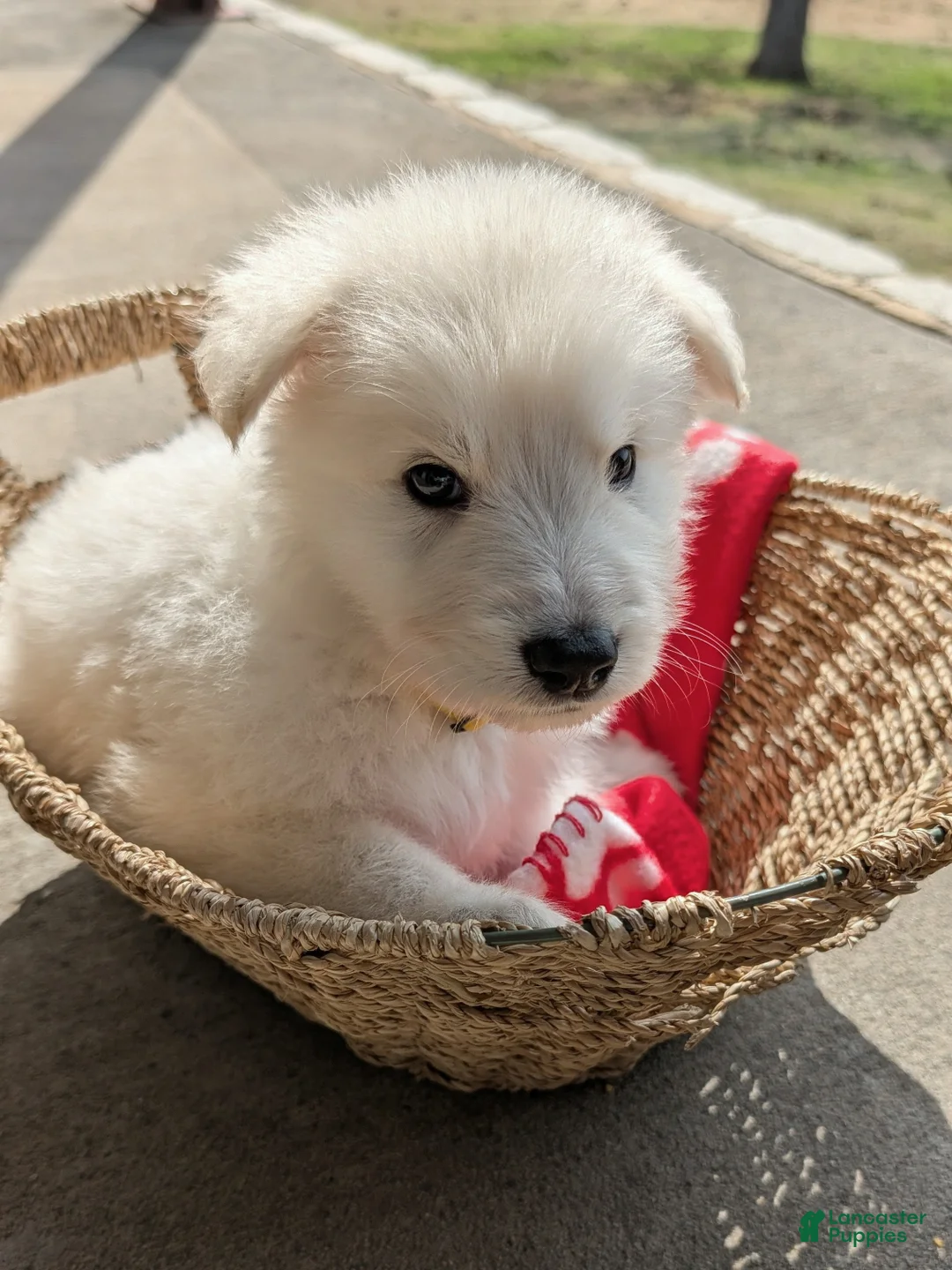 German Shepherd dogs for sale: Elbert - Ad 3