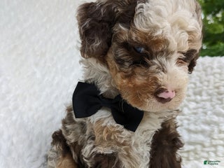 Bernedoodle dogs - Ad 27