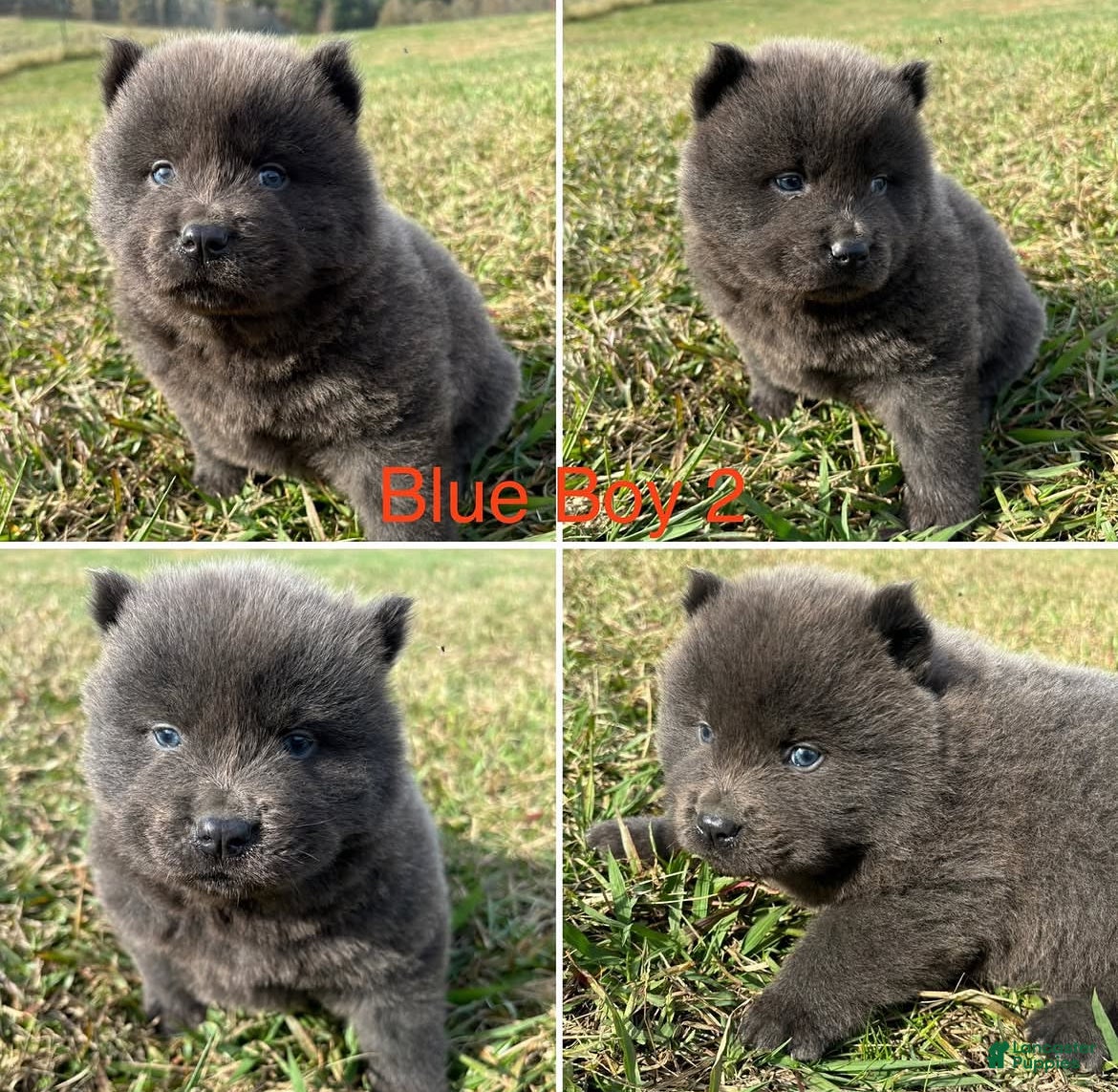 Chow Chow dogs Chow Chow Ash - Ad 10