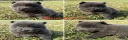 Chow Chow dogs for sale: Chow Chow Ash - Ad 1