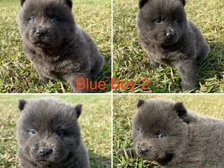 Chow Chow dogs Chow Chow Ash - Ad 16