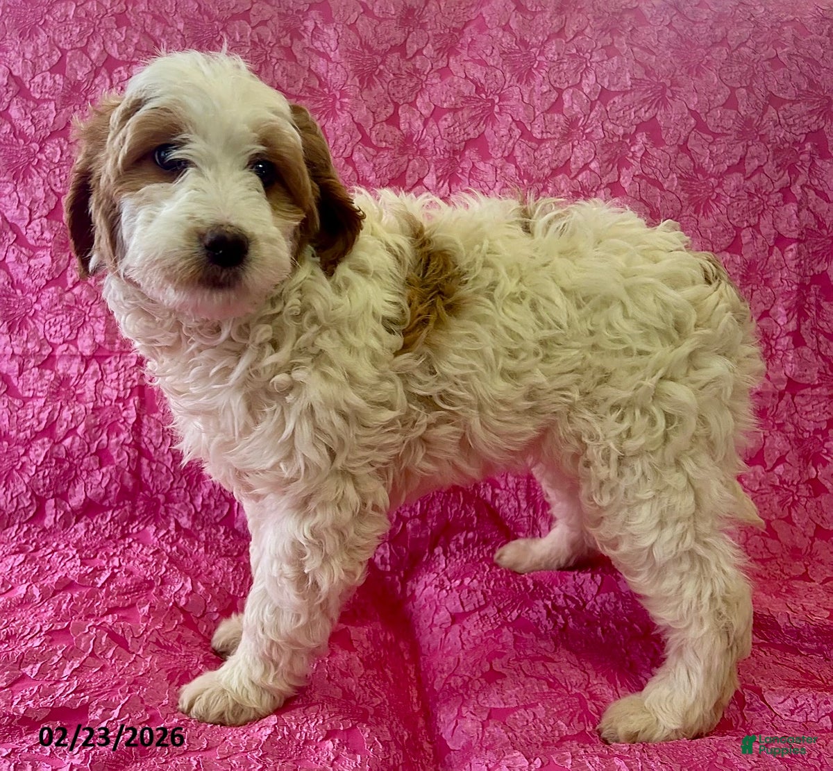 Mini Goldendoodle dogs Daffodil - Ad 1