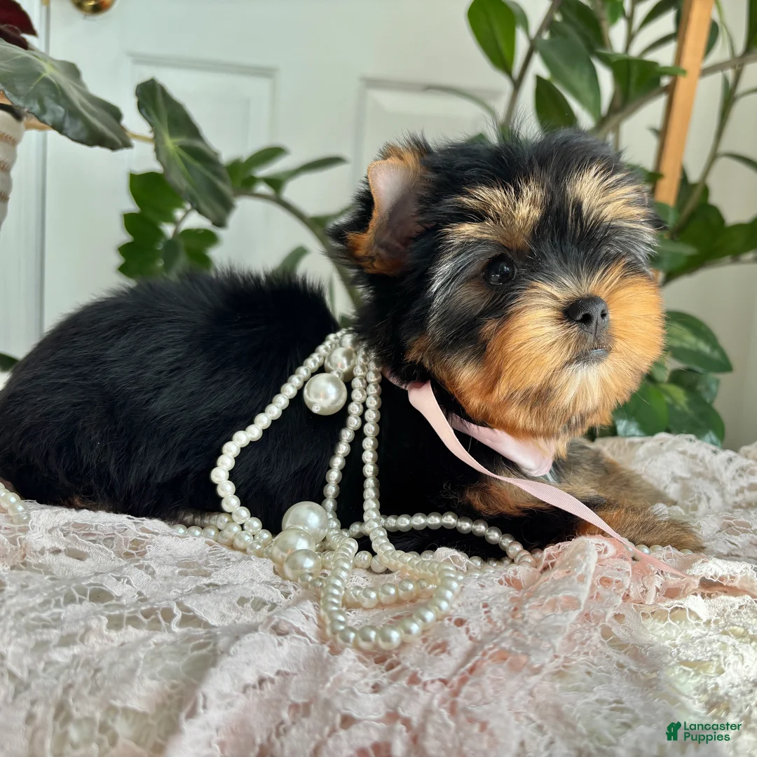 Yorkshire Terrier dogs for sale: Baby Paige - Ad 2