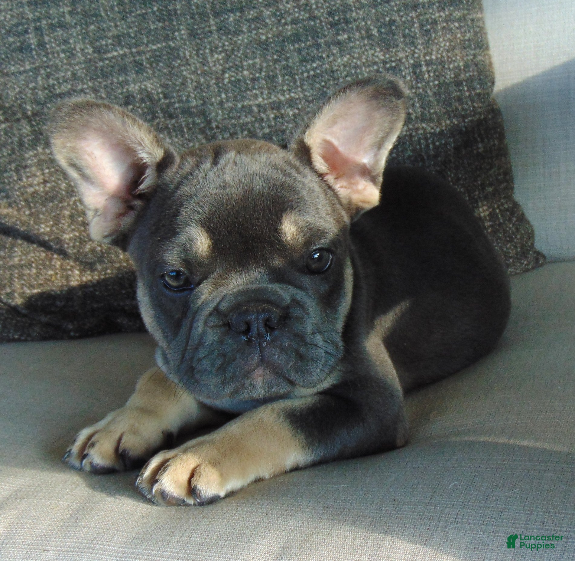 French Bulldog dogs Ben - Ad 2