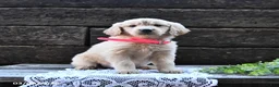 Goldendoodle dogs for sale: Blossom - Ad 5