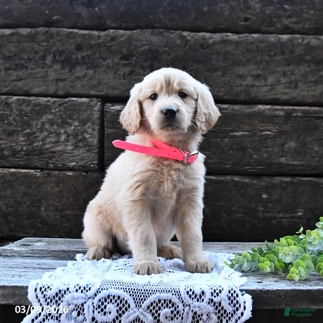 Goldendoodle dogs for sale: Blossom - Ad 5