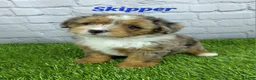 Mini Bernedoodle dogs for sale: Skipper  - Ad 3
