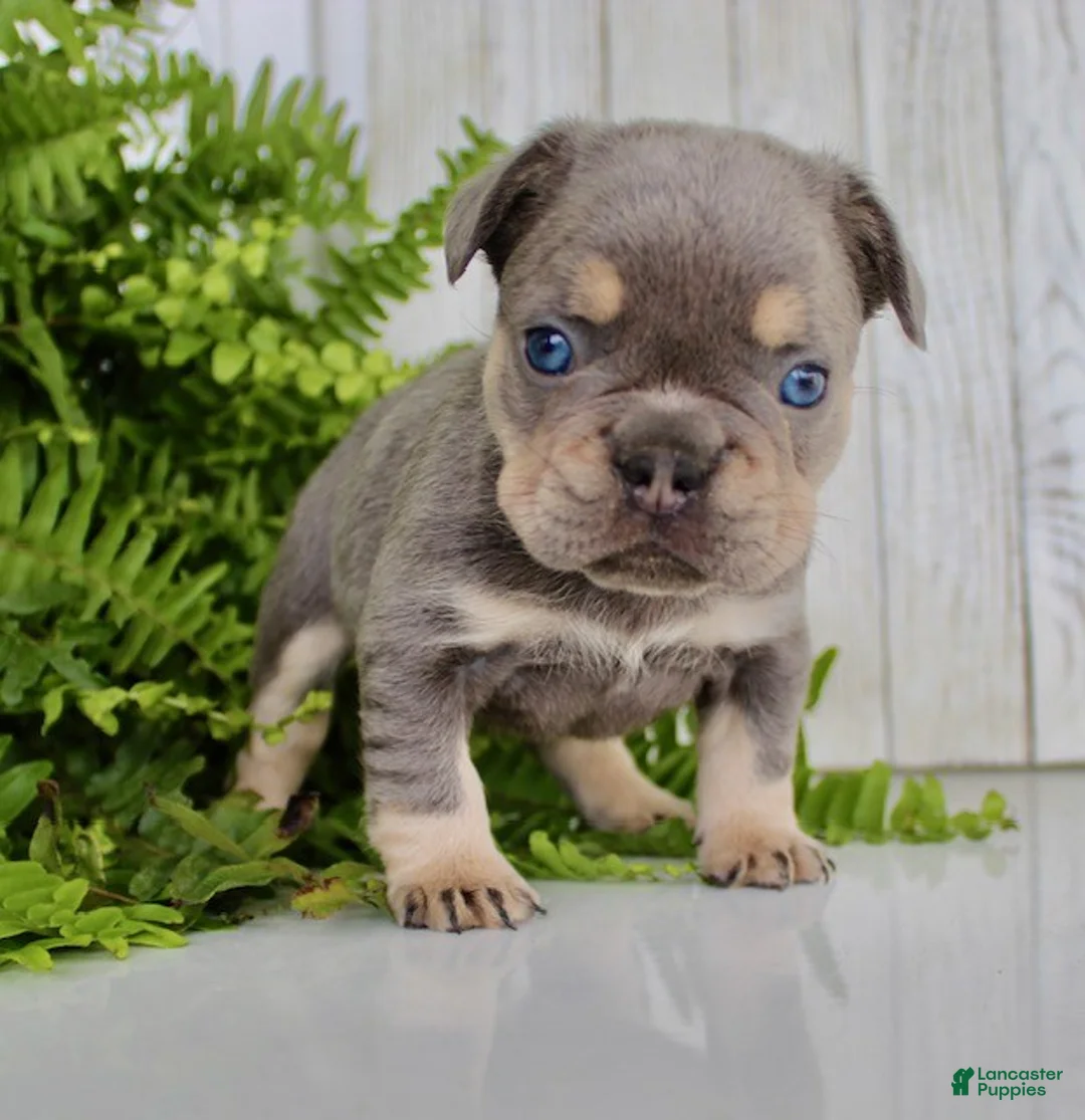 French Bulldog dogs for sale: Chester - Ad 2