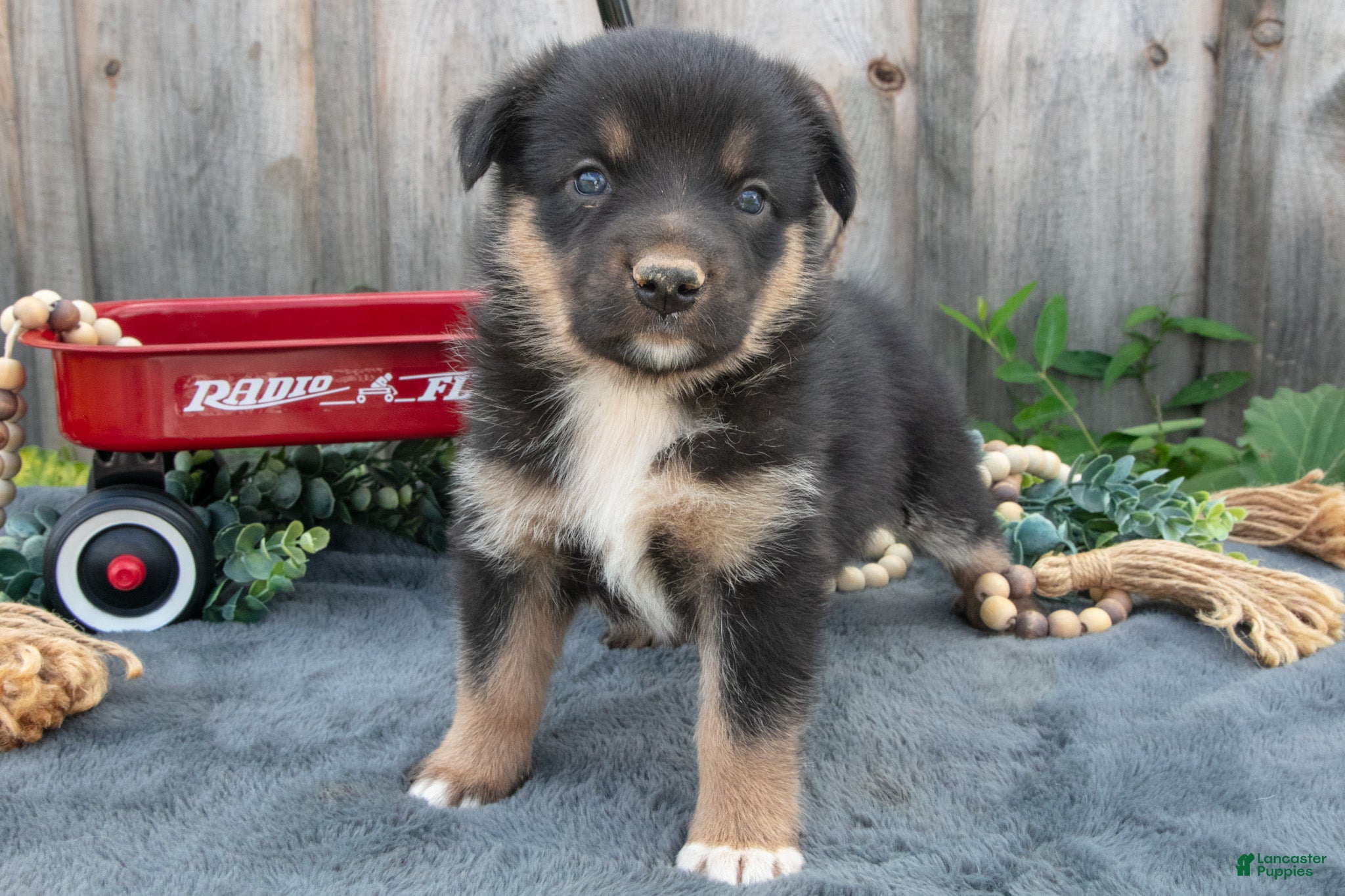 Mixed Breed dogs Genevieve - Ad 2