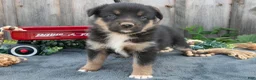 Mixed Breed dogs for sale: Genevieve - Ad 2
