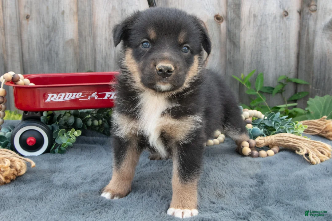 Mixed Breed dogs for sale: Genevieve - Ad 2