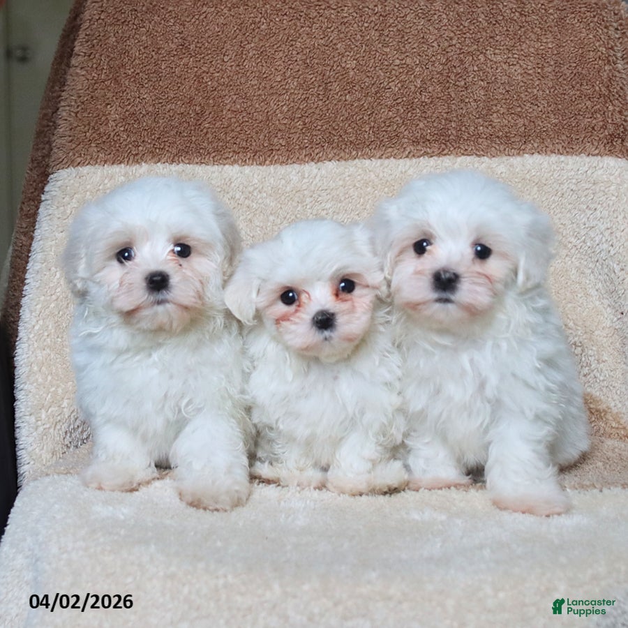 Maltese dogs Snowball - Ad 2