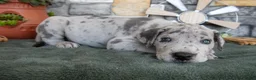 Great Dane dogs for sale: Superman - Ad 3