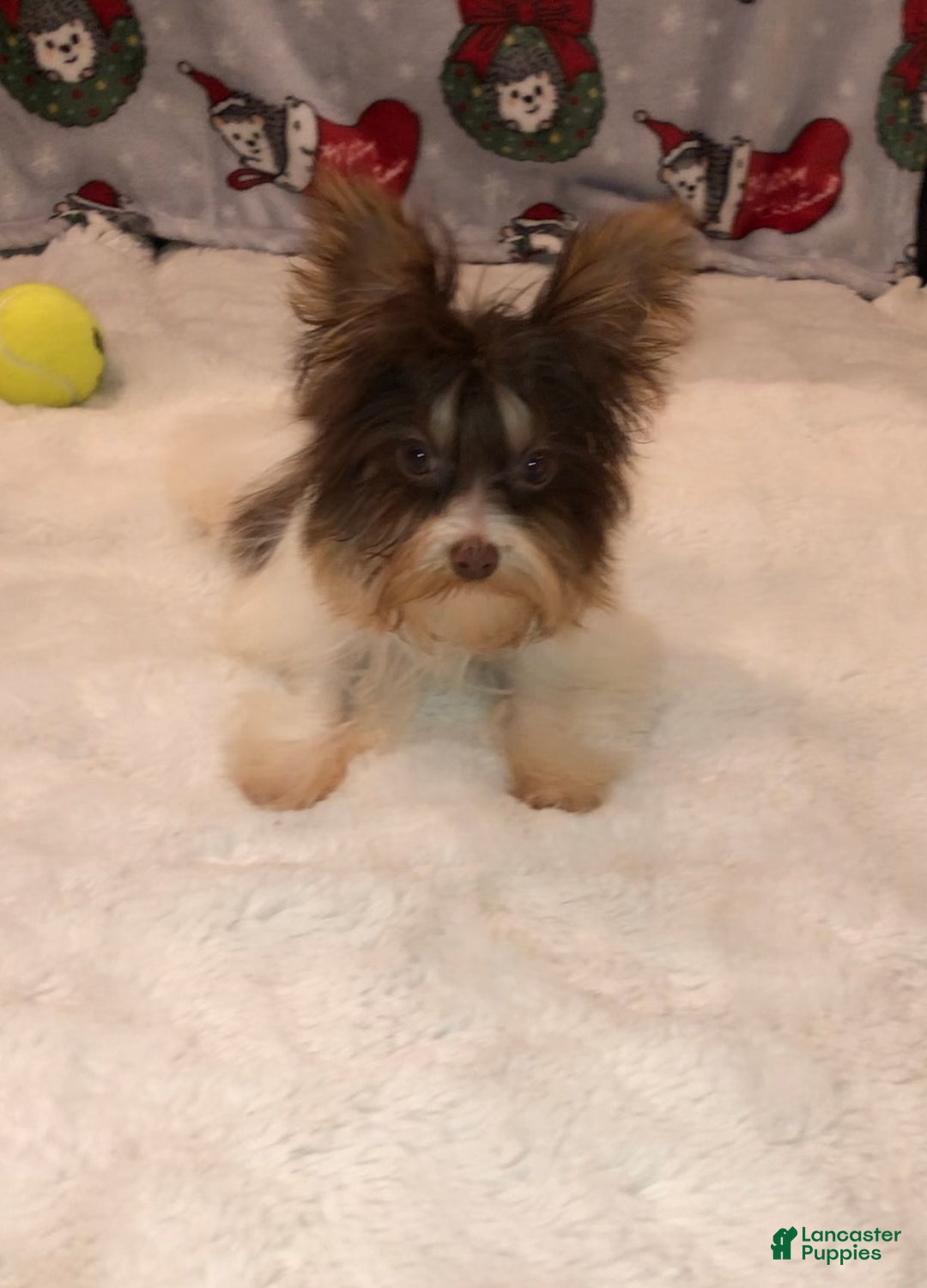 Yorkshire Terrier dogs for sale: Yorkshire Terrier Puppy 1 - Ad 3