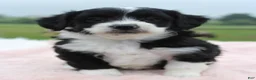 Mini Aussiedoodle dogs for sale: Mini Aussiedoodle 4 - Ad 3