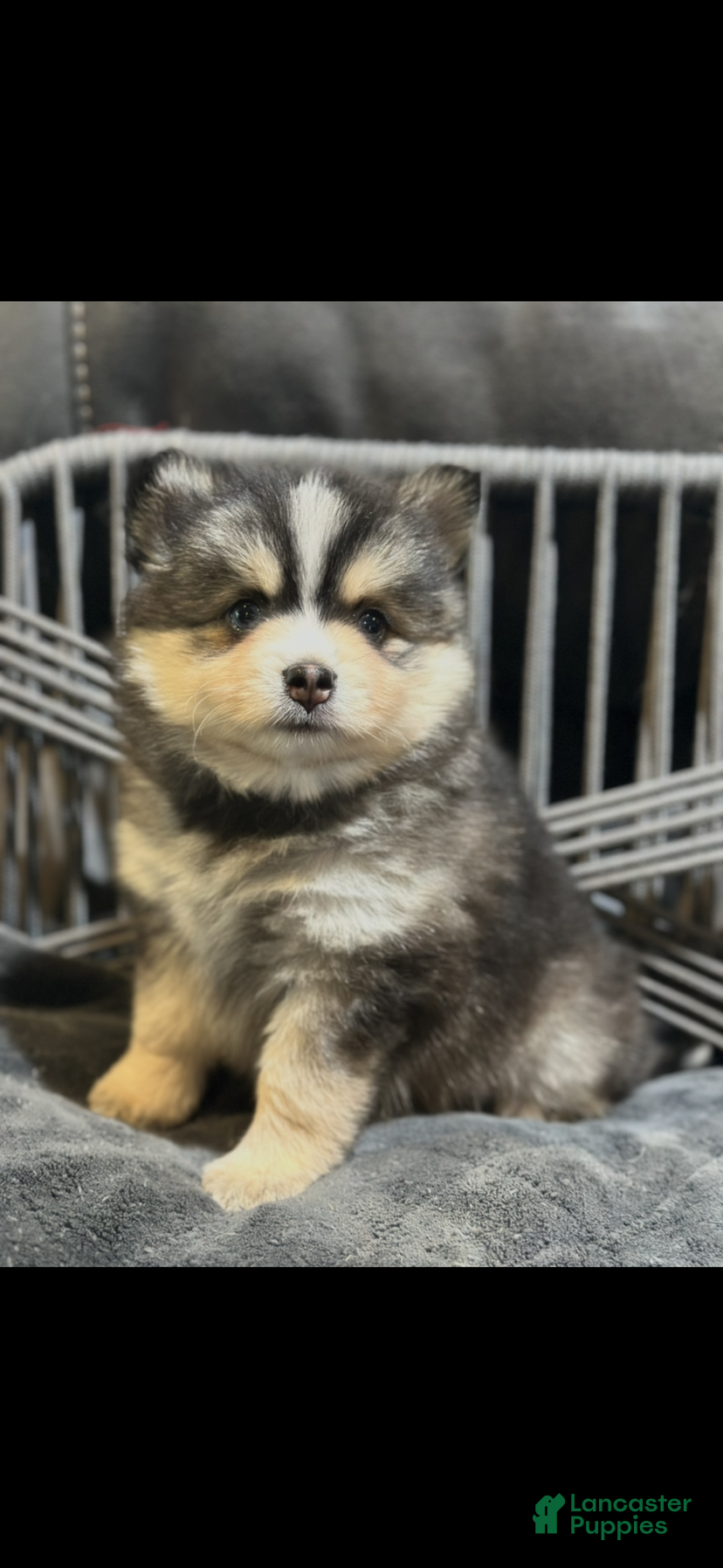 Pomsky dogs Dolly - Ad 10