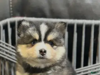 Pomsky dogs Dolly - Ad 10