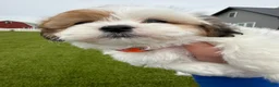 Teddy Bear dogs for sale: Precious - Ad 11
