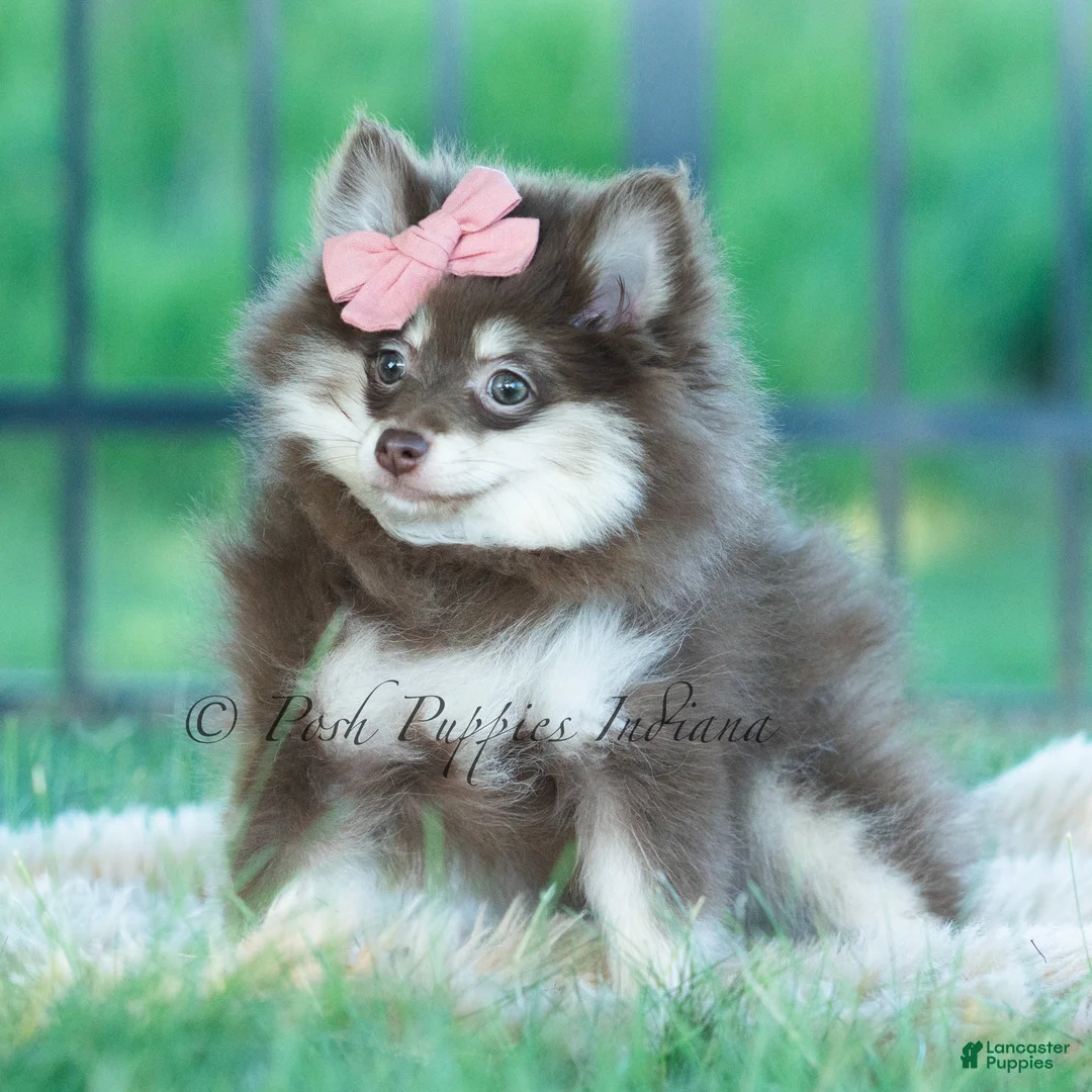 Pomeranian dogs for sale: Cocoa Candy  - Ad 2