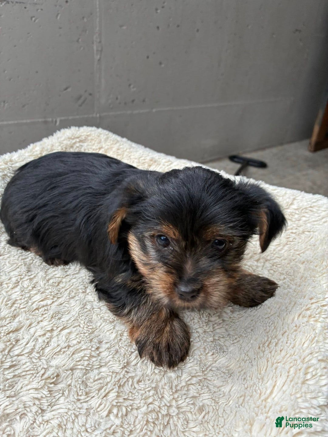 Yorkshire Terrier dogs for sale: Angel - Ad 5
