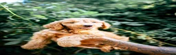 Goldendoodle dogs for sale: Onyx - Ad 9