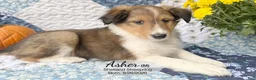 Shetland Sheepdog dogs for sale: Asher - Ad 4