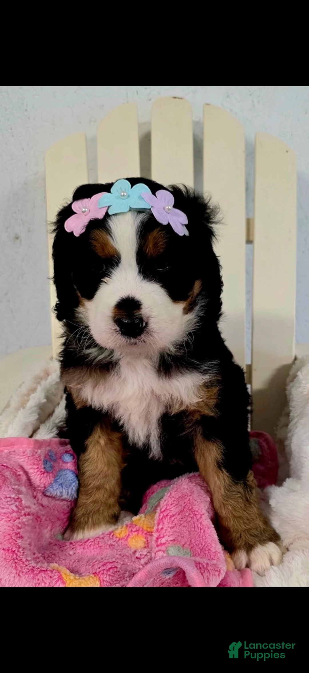 Bernedoodle dogs for sale: Bernedoodle 6 - Ad 1