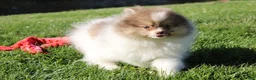 Pomeranian dogs for sale: Bentley AKC - Ad 11