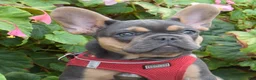 French Bulldog dogs for sale: Peter - Ad 4