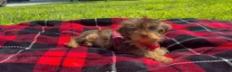 Yorkshire Terrier dogs for sale: Yorkshire Terrier 1 - Ad 9