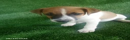 Jack Russell Terrier dogs for sale: Jerry - Ad 2